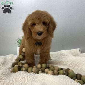 Caleb, Miniature Poodle Puppy